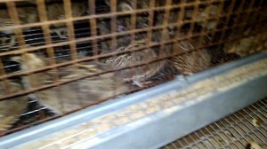 Перепела для себя! Выгодно или нет?