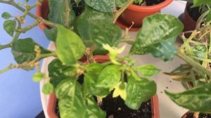 Как опылять перцы Carolina Reaper