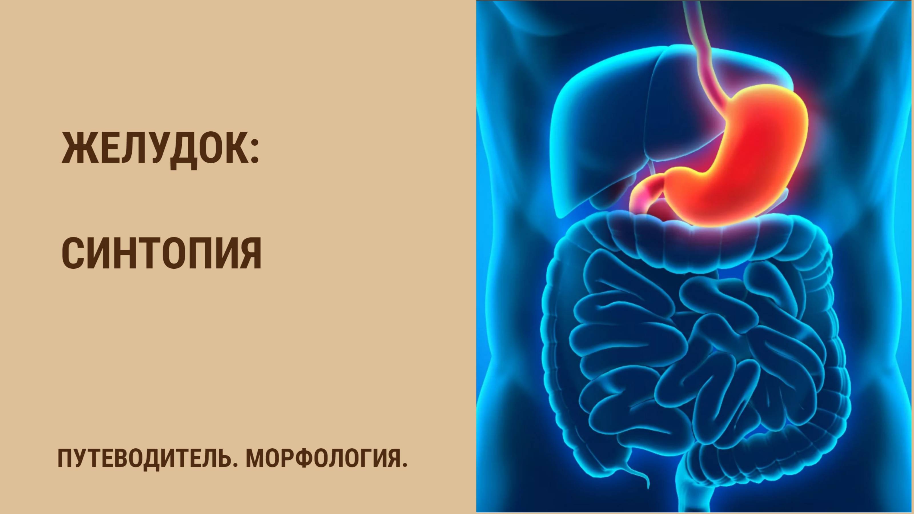 Желудок. Синтопия смотреть онлайн