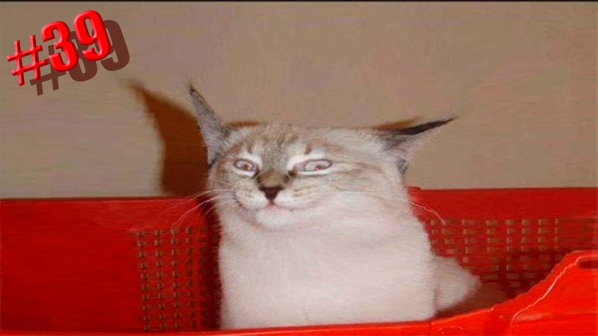 467 секунд Смеха ?? Смешных моментов | Милые котики Приколы с котами ?? Смешные коты #39 смотреть онлайн