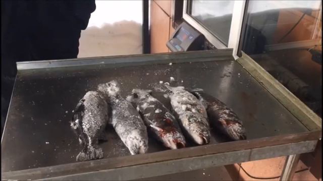 Улов Сергея за 40 минут на водоеме Савельево-2 смотреть онлайн