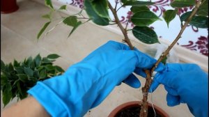 Продолжение. Плетение фикуса двойной спиралью.__Валентина Земскова.