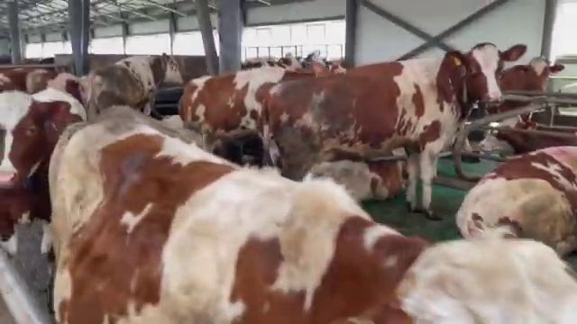 Племенные нетели Голштинской породы ЦФО от 15 07 2022 смотреть онлайн