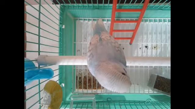 Как выбрать ВОЛНИСТОГО попугая ??? смотреть онлайн