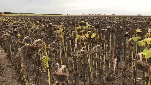 Уборка соняшника Белла. 2022. Цена летит вниз!!! Уборка подсолнуха.