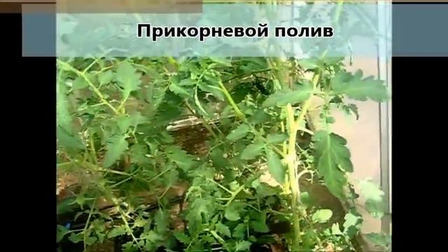 Системы капельного полива GreenLine