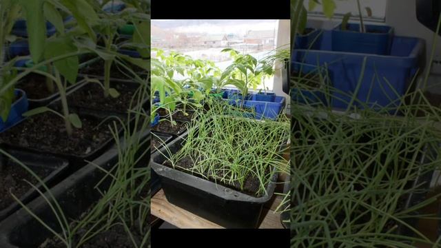 Это ВАЖНО! При выращивании любого сорта лука смотреть онлайн