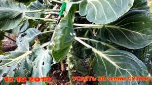 22.10.2019 Брюссельская капуста: от посева до урожая.  Мой первый опыт.