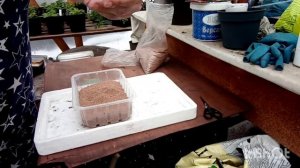 Посев огурцов в вермикулит