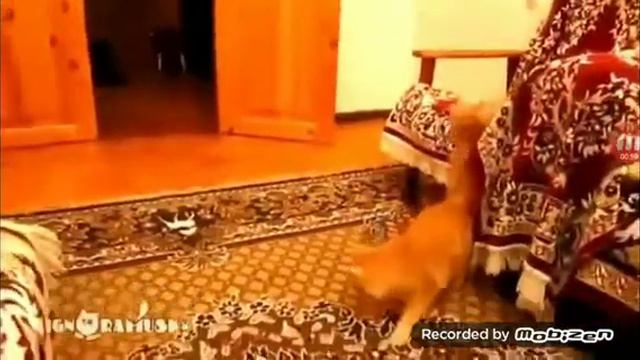 Реакция на как кот боится звуки из игры Mario😀😁😂🤣😅 смотреть онлайн