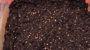 ЦЕЛОЗИЯ из семян. От посева до пикировки.