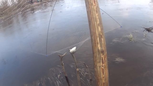 Караси не давали нам отдохнуть ни минуты. Рыбалка на Паук-подъёмник смотреть онлайн