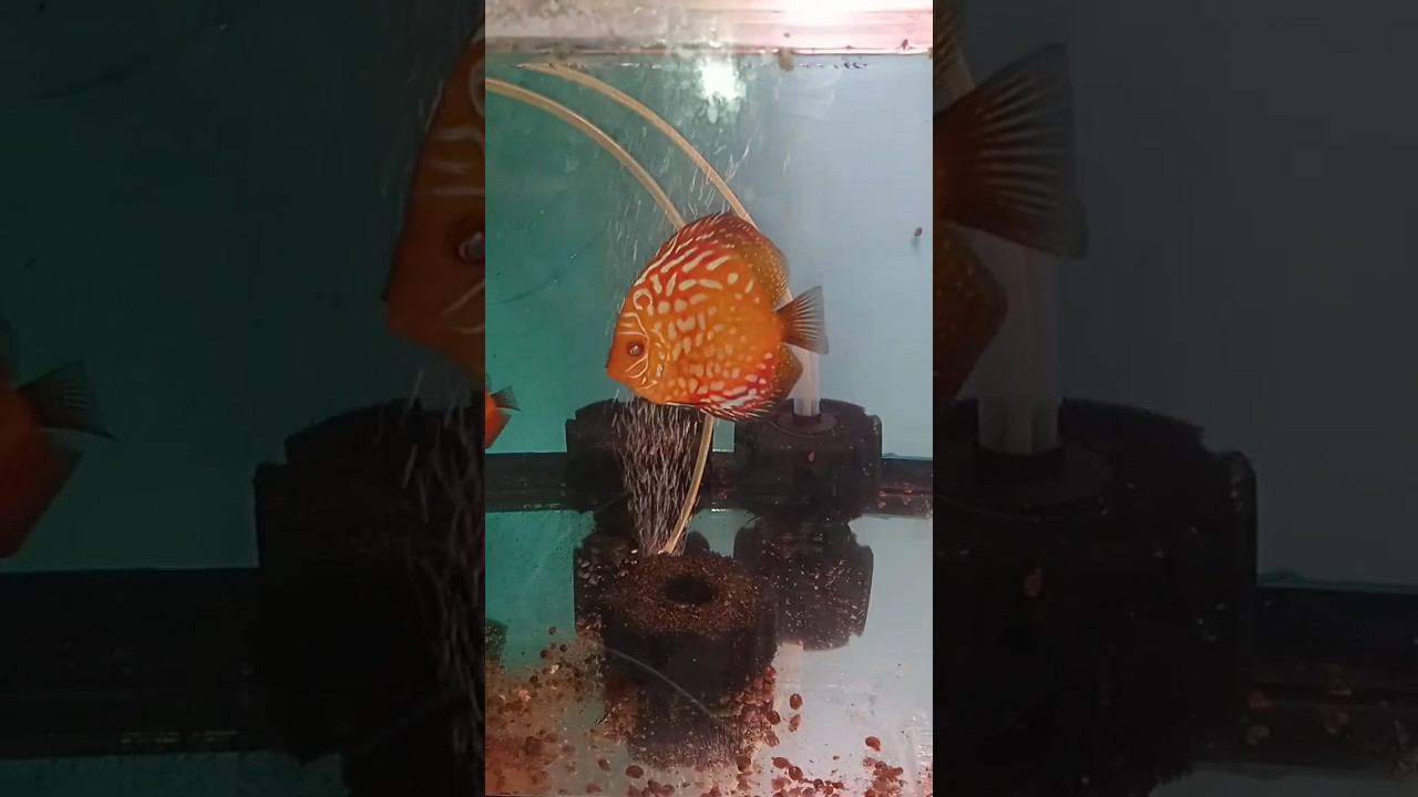 Готовим Дискусов к отправке #discus #aquarium #аквариумныерыбки #shorts #short смотреть онлайн