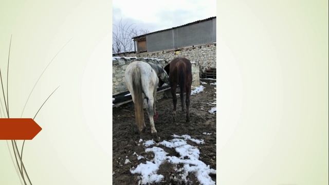 Кобылка загуляла. Иза с малышом играют. Дагестан. смотреть онлайн