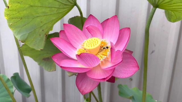 Bright Pink lotus Plant Blooming 20 Jan 2023 смотреть онлайн