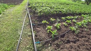 Капельный полив малины  2021 часть 2