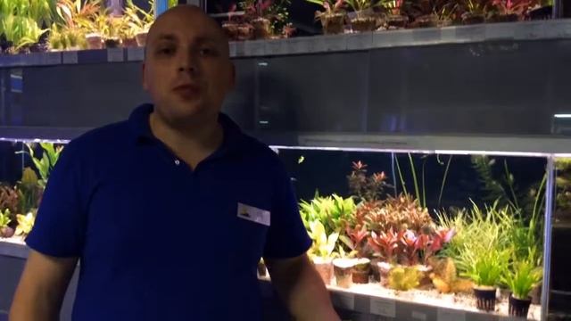 57 видов эхинодорусов в супермаркете "Аква Лого на ВДНХ" смотреть онлайн