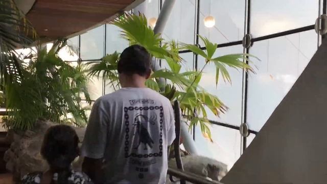 Зелёная Планета Дубай The Green Planet Dubai 2017 | Гиацинтовый ара | Хамелеон | Ленивец смотреть онлайн