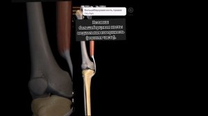 полусухожильная мышца/Действие. Иннервация. Вставка. Происхождение.