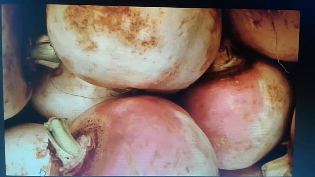 Чем можно кормить морскую свинку? смотреть онлайн