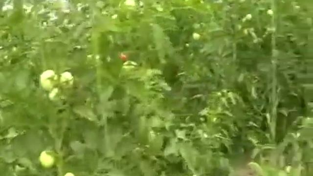 Проблемы с помидорами, напали гусеницы. смотреть онлайн