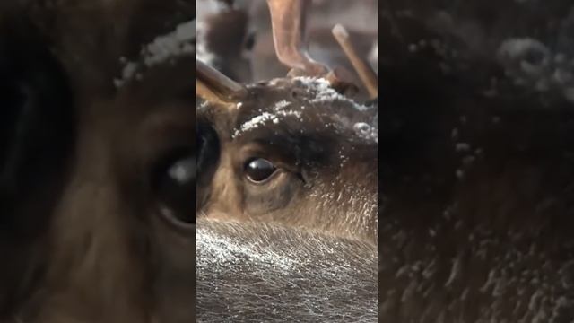 ? Северные олени. Удивительные животные Крайнего Севера #рекомендации #янао #интересно смотреть онлайн