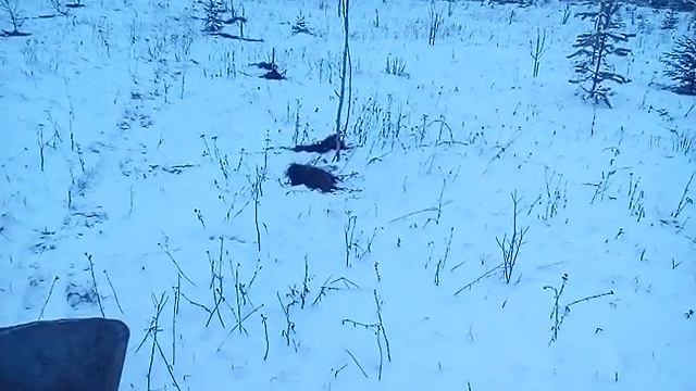 Серёжкин сад!!! Удобряем к следующему сезону. смотреть онлайн