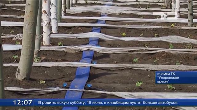 Овощи растят по-новому смотреть онлайн