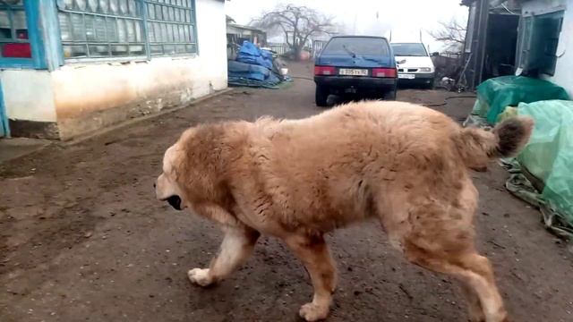 Алабай Бек 1г.1м. вес 103кг. 94 см в холке. смотреть онлайн