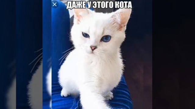 24 ЧАСА СМЕХА!||ФОТО ЖИВОТНЫХ С СМЕШНЫМИ НАДПИСЯМИ|| смотреть онлайн