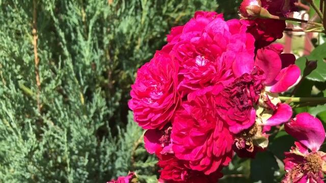 Ароматная роза Старлет роз Лола ❤️ смотреть онлайн