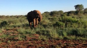 Африканский слон