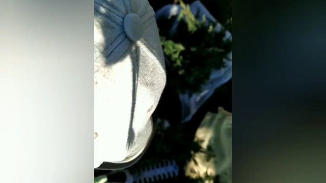 Стрижка можжевельника Блю Карпет смотреть онлайн