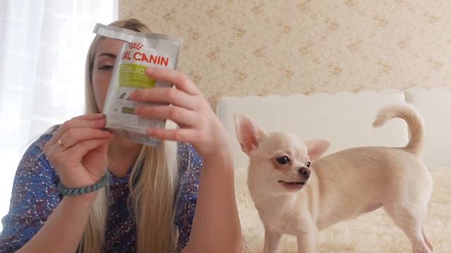 Чихуахуа | Уход, содержание, питание, питомник