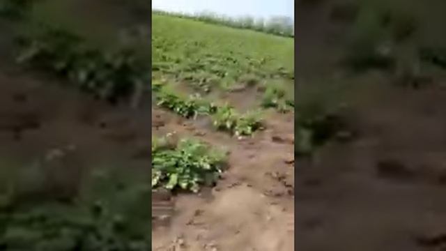 Капельное орошение на картофеле смотреть онлайн