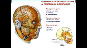 ЛЕКЦИЯ №4б. ТОПОГРАФИЧЕСКАЯ АНАТОМИЯ ГОЛОВЫ.  ЛИЦЕВОЙ ОТДЕЛ. ЧАСТЬ II