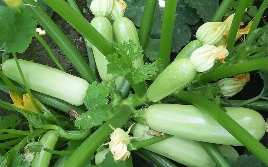 Как вырастить много вкусных кабачков! смотреть онлайн