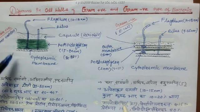 Gram positive and Gram Negative BACTRIA , Difference in cell wall BSc.1st year Cell Biology by C P смотреть онлайн