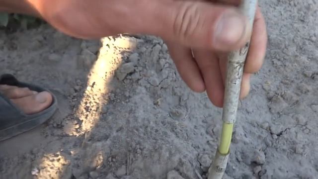 Окулировка ореха (1 часть) смотреть онлайн