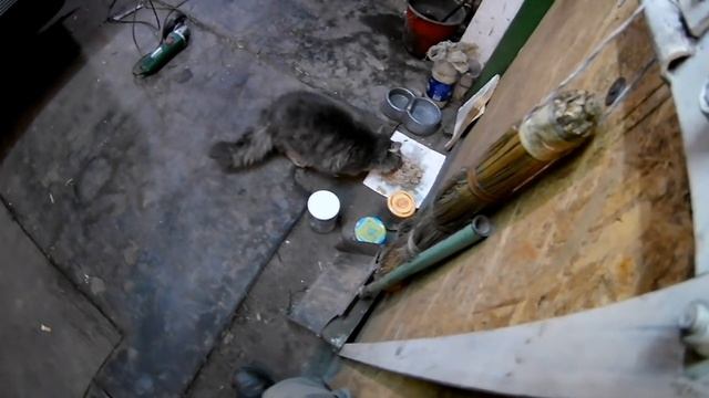 Про кота, косточку или кошку смотреть онлайн