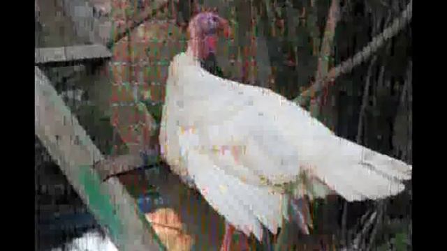 Никола Дмитриев - Песенка про Дашеньку смотреть онлайн