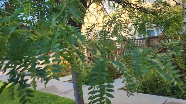 Thornless Honey Locust (Gleditsia triacanthos inermis) mature trees in Lethbridge Sept 25 | TreeTim смотреть онлайн