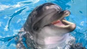 10 фактов о дельфинах