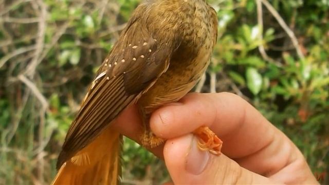 Амазонский венценосный мухоед (лат.  Onychorhynchus Coronatus Coronatus)