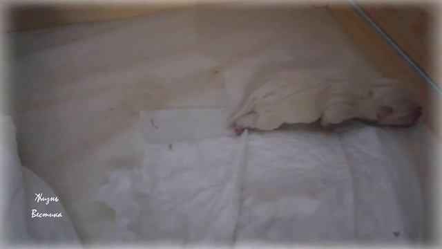 Кайза стала мамой. Первые дни после родов. Начало новой истории. смотреть онлайн