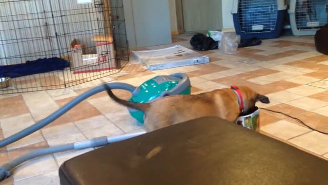 щенок малинуа Афи: игра в разные предметы, шумы 20150801 смотреть онлайн