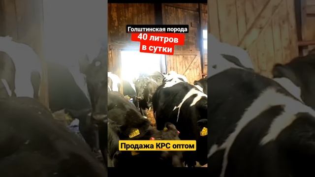40 литров молока в сутки, Голштинская молочная порода КРС. Продажа молочной породы КРС 89656150726 смотреть онлайн