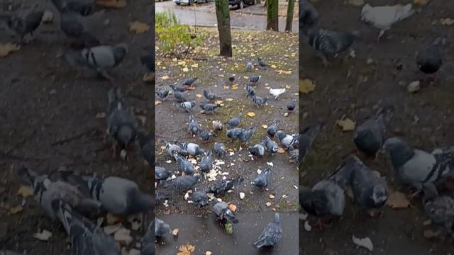 15 октября в Москве ещё тепло и 🙏💕уютно 🤗🤗🤩🤩🤗 смотреть онлайн