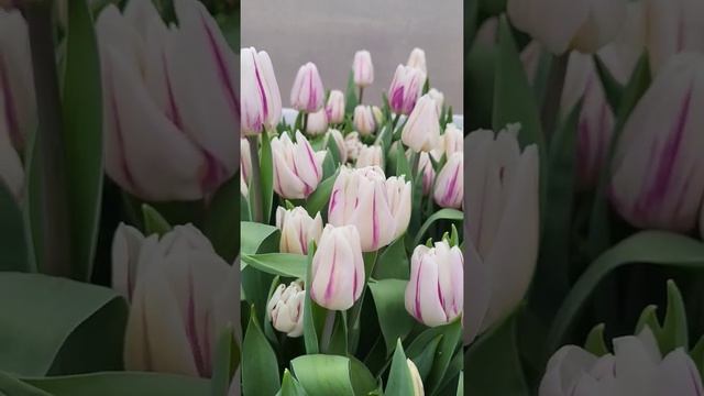 Тюльпан Flaming flag смотреть онлайн