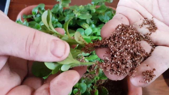 Укоренения петуньи смотреть онлайн